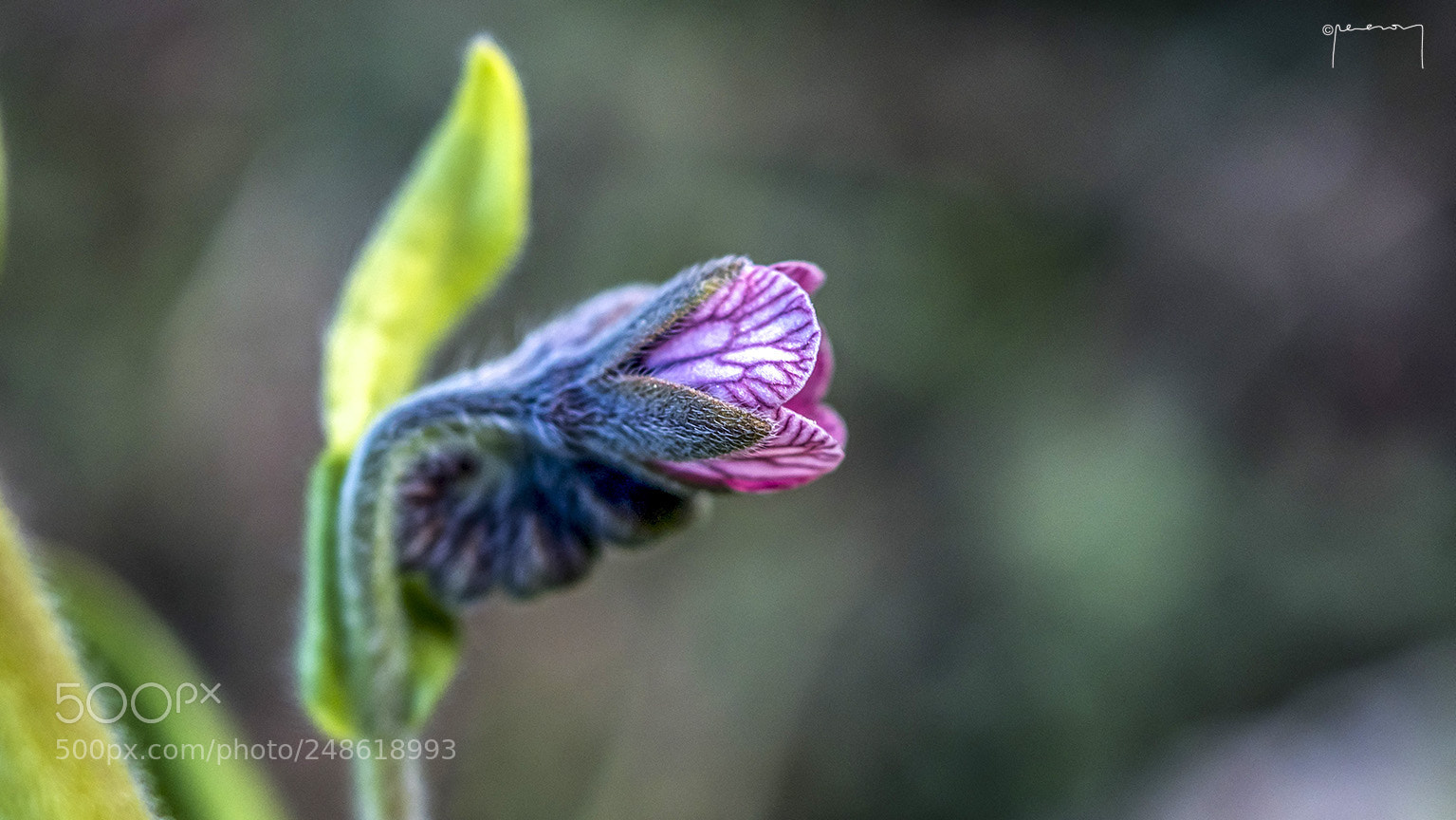 Olympus OM-D E-M1 Mark II sample photo. Untitled photography