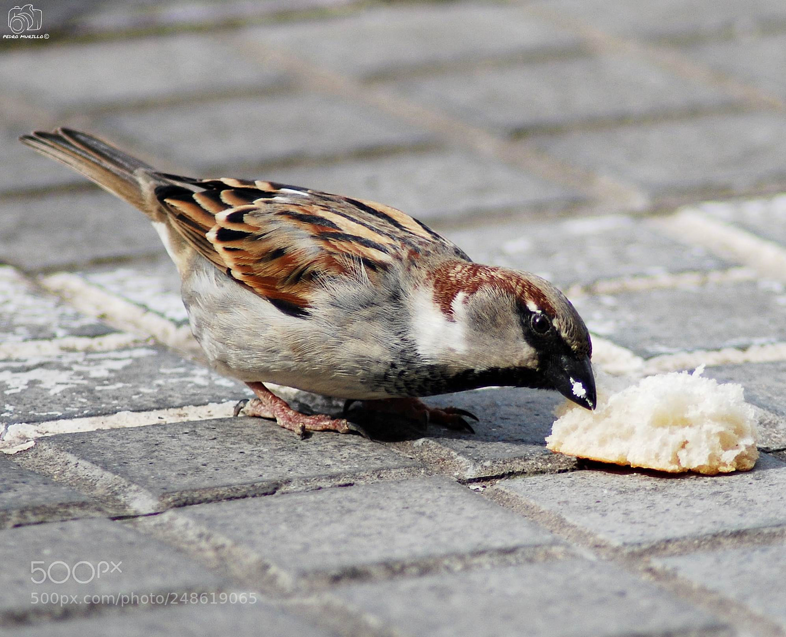 Nikon D60 sample photo. Untitled photography