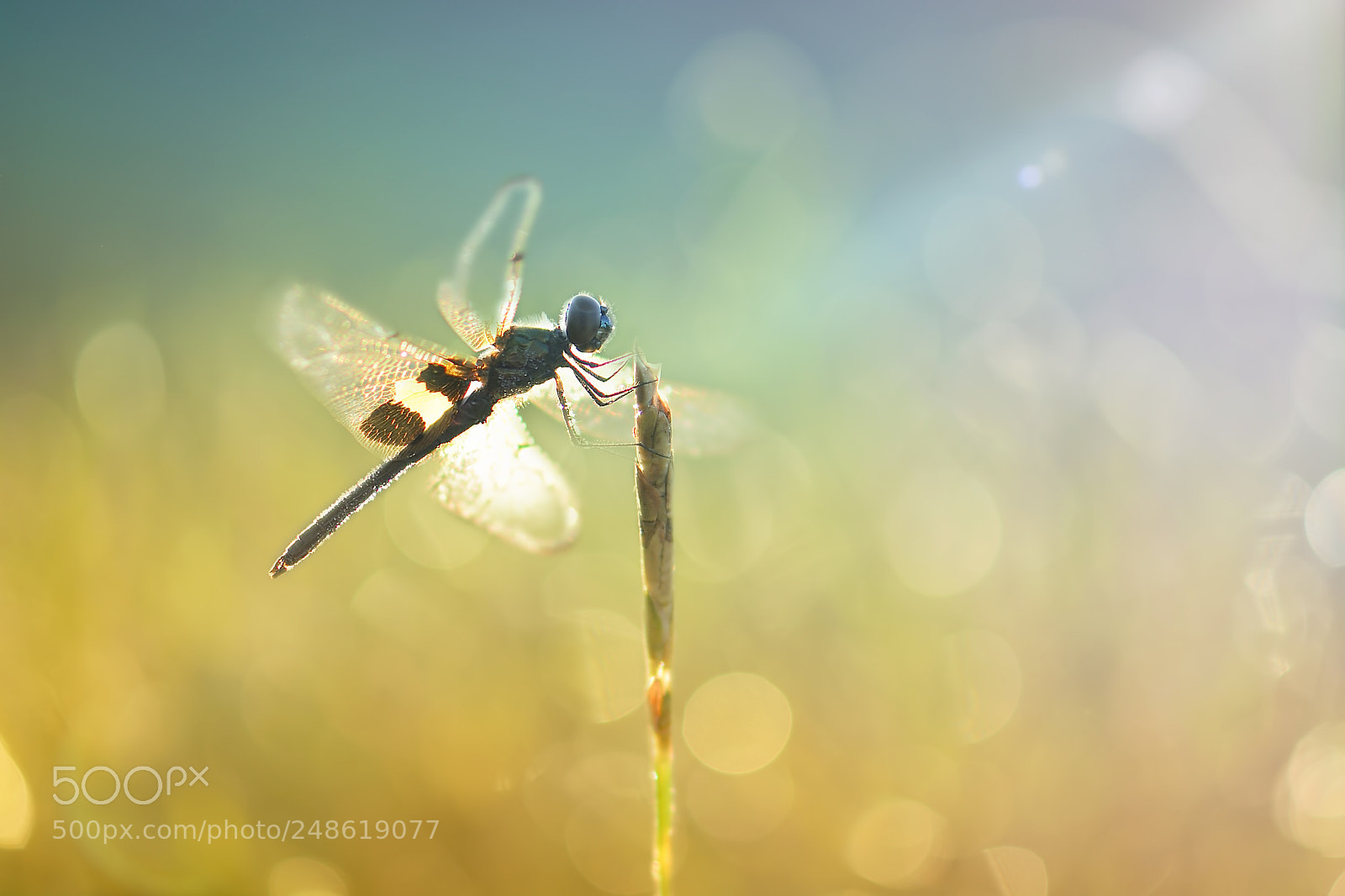 Nikon D7100 sample photo. Hover fly, sleeping bee photography