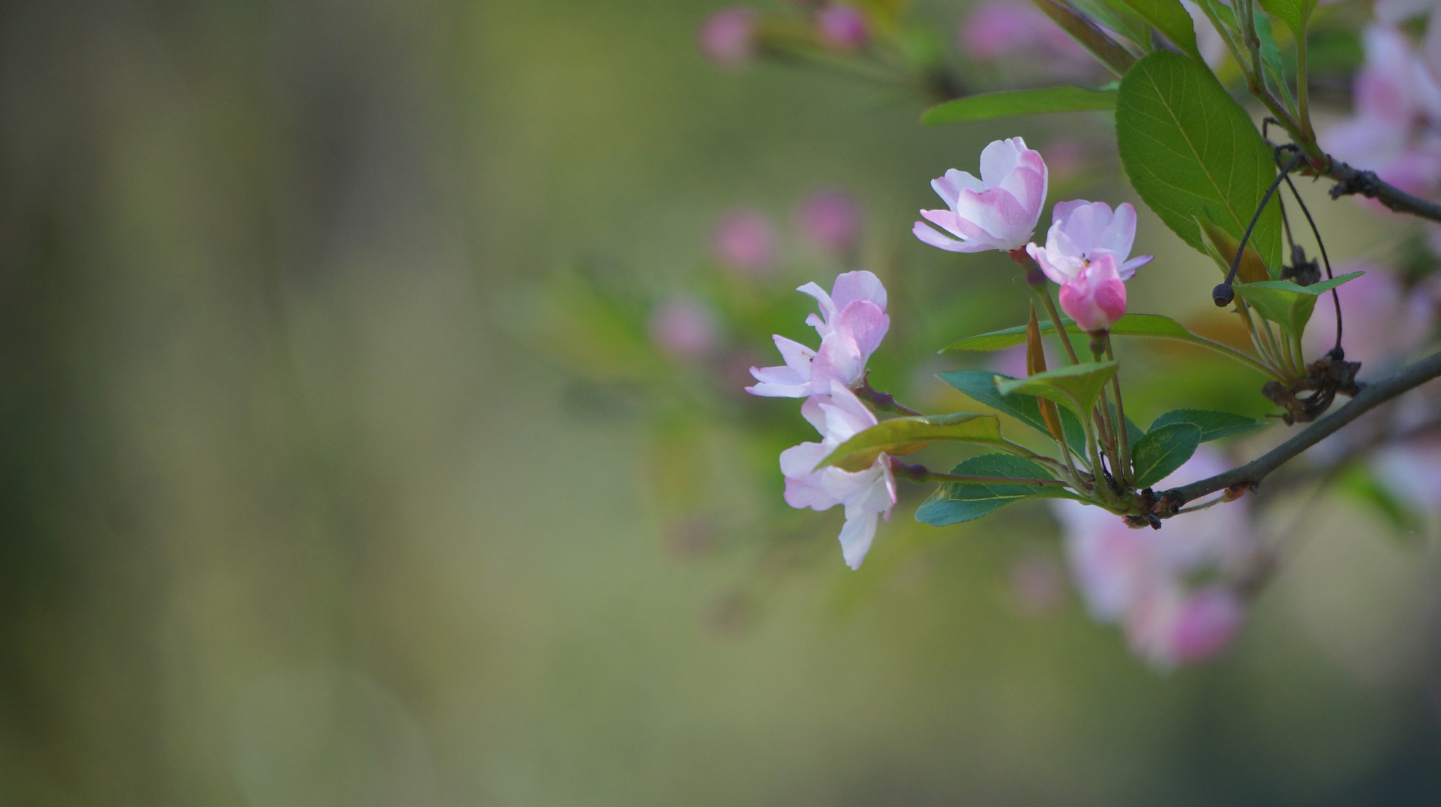 Sony Alpha NEX-5T + Sony E 55-210mm F4.5-6.3 OSS sample photo. 早，春光尚好，你亦在 photography