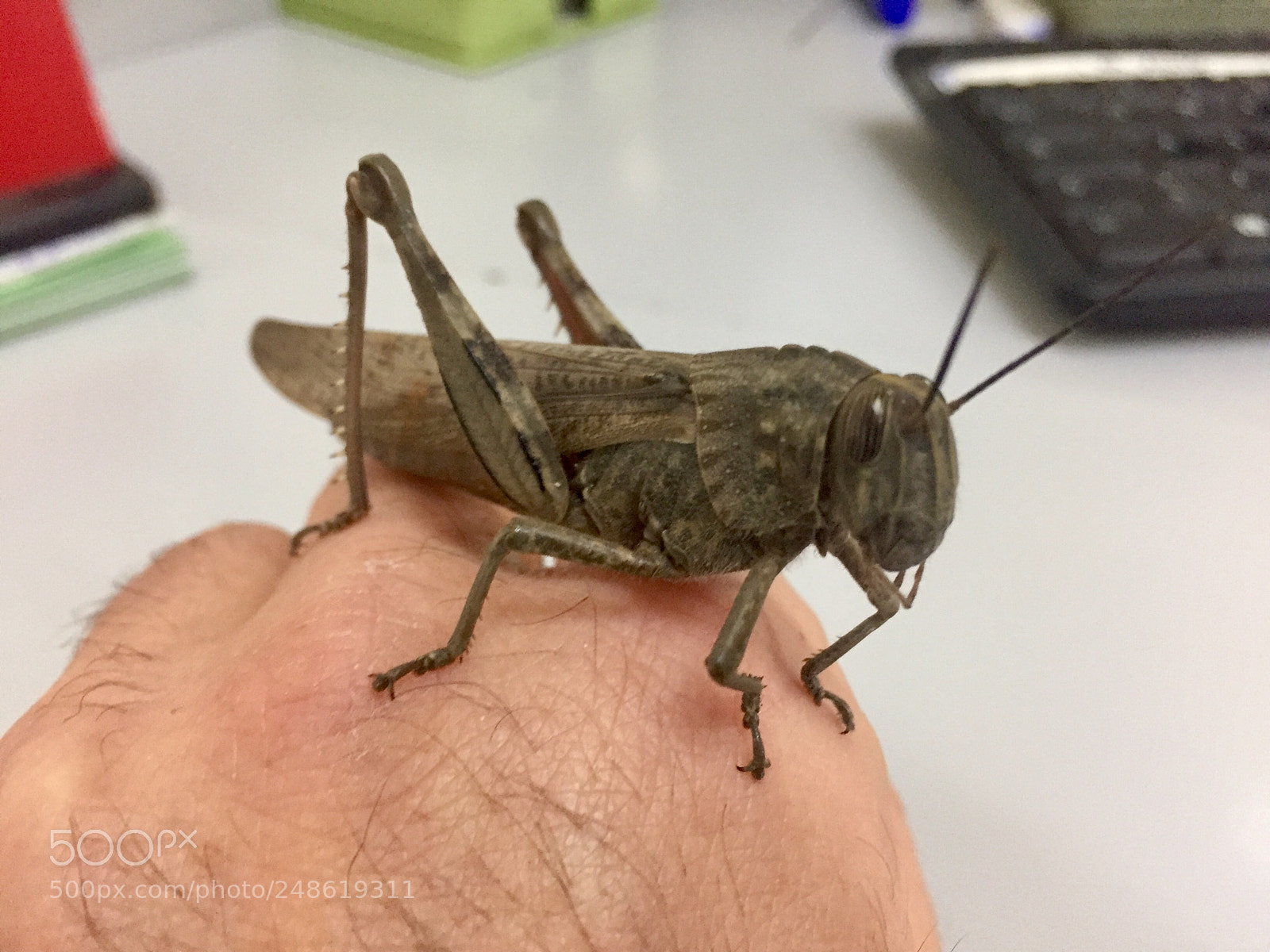 Apple iPhone 6 sample photo. Untitled photography