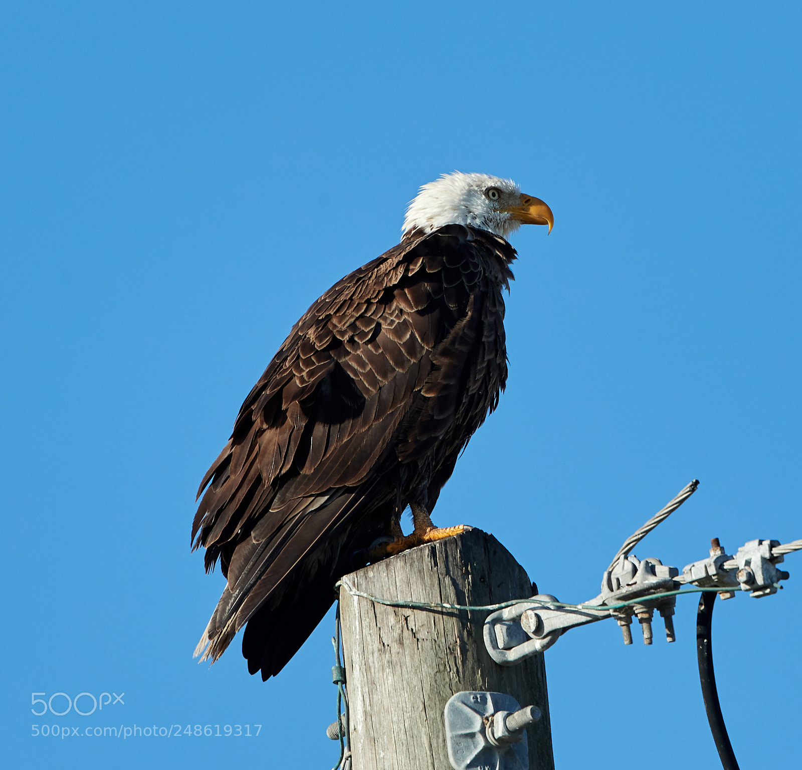 Canon EOS-1D X Mark II sample photo. 03-08-18-0006593.jpg photography