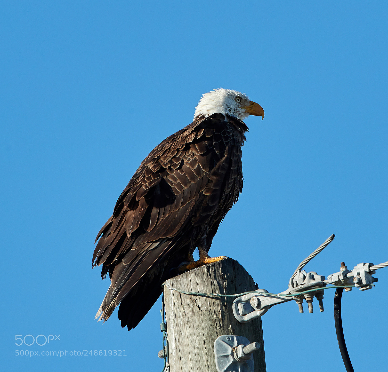 Canon EOS-1D X Mark II sample photo. 03-08-18-0006591.jpg photography