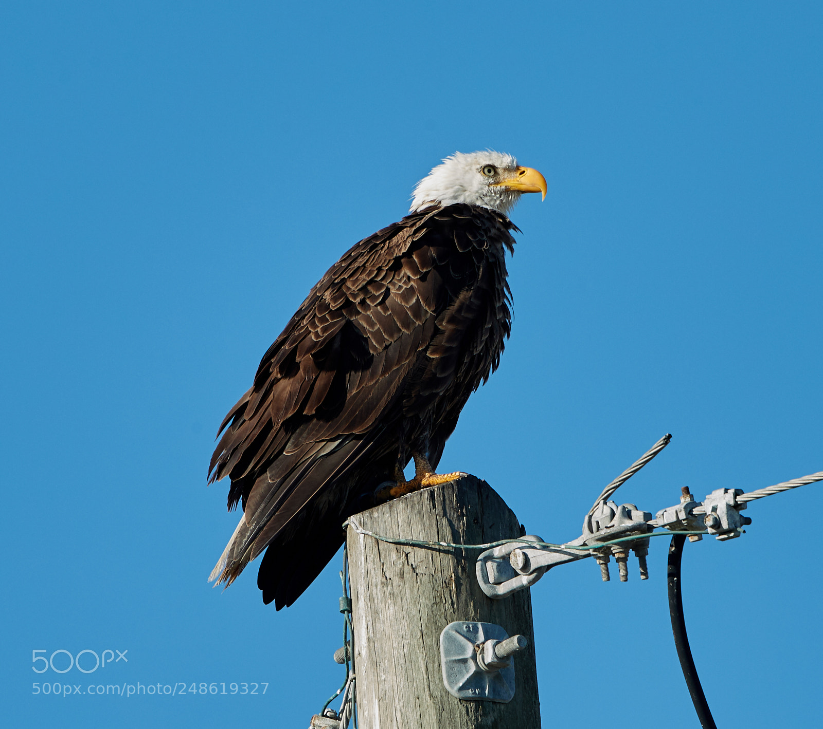 Canon EOS-1D X Mark II sample photo. 03-08-18-0006587.jpg photography