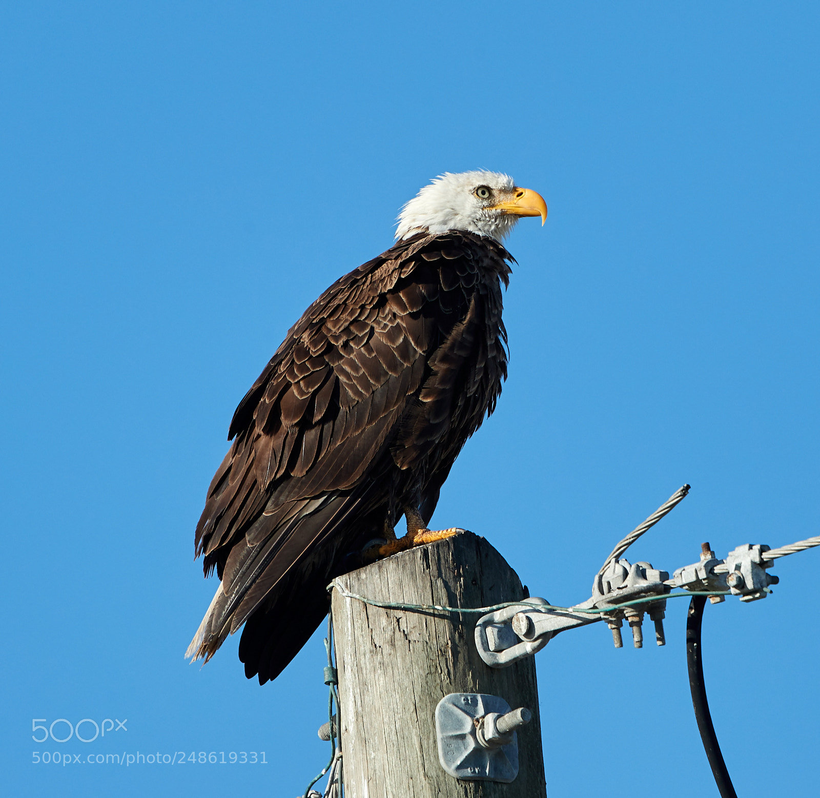 Canon EOS-1D X Mark II sample photo. 03-08-18-0006586.jpg photography