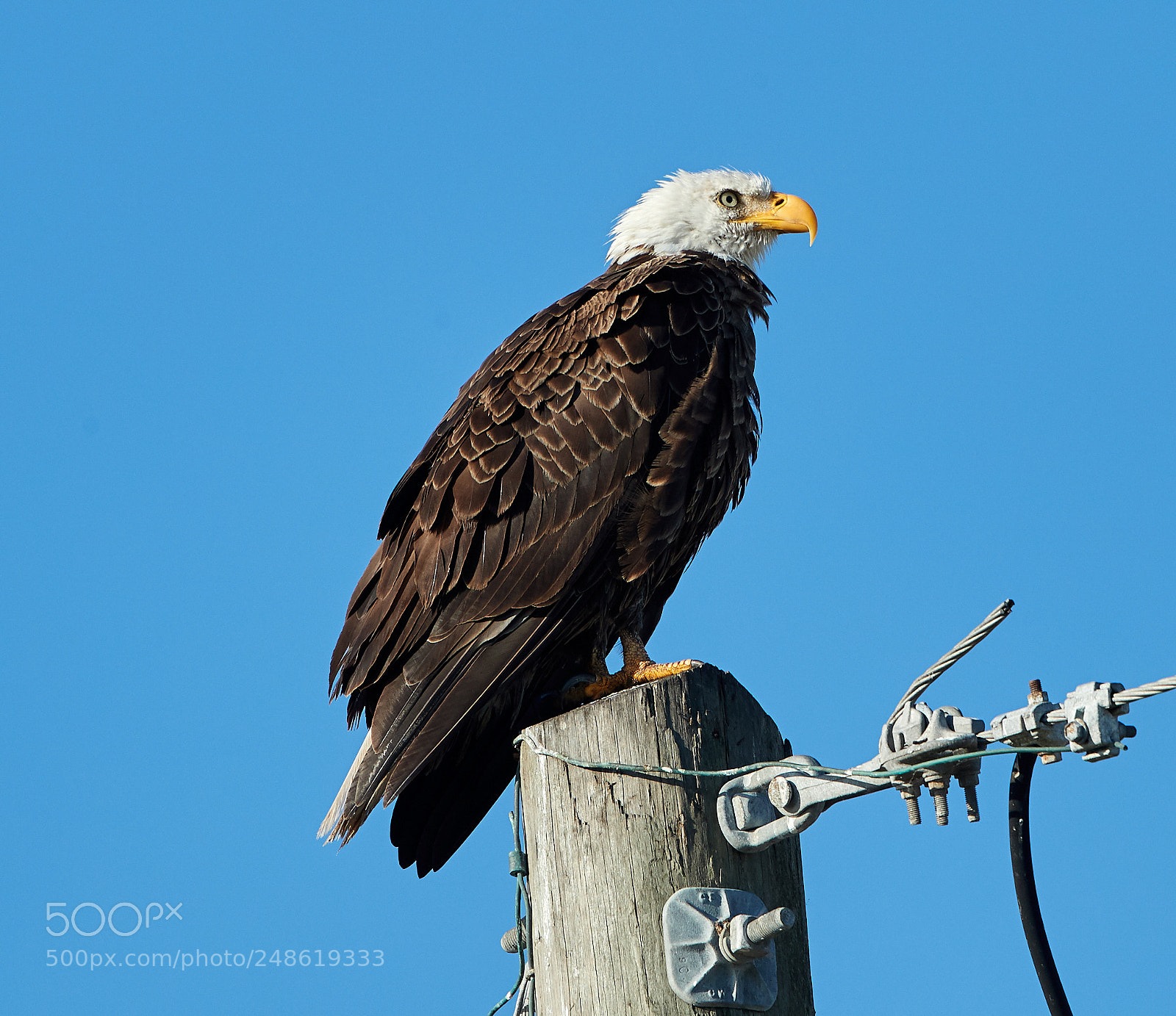 Canon EOS-1D X Mark II sample photo. 03-08-18-0006585.jpg photography