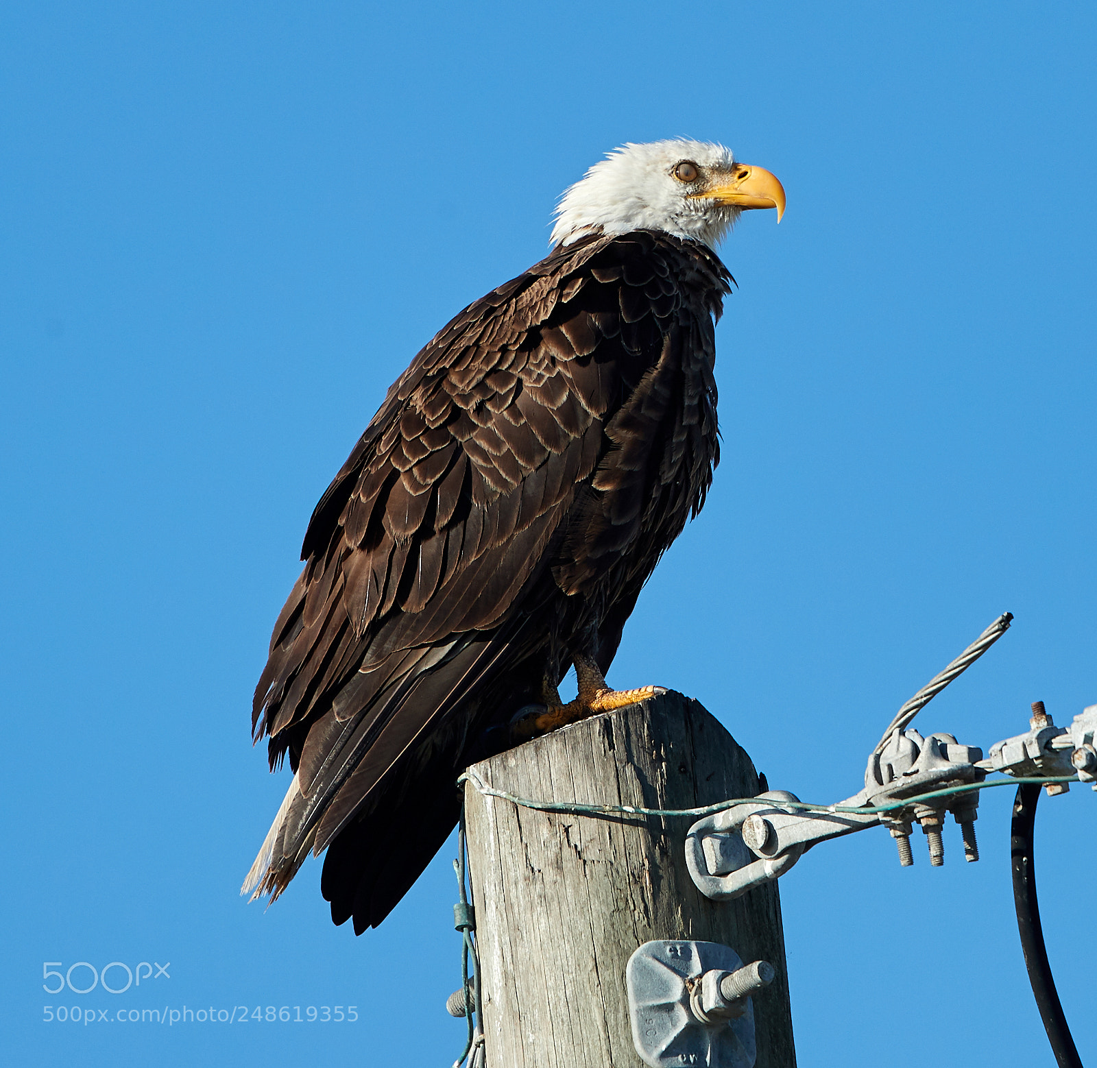 Canon EOS-1D X Mark II sample photo. 03-08-18-0006584.jpg photography