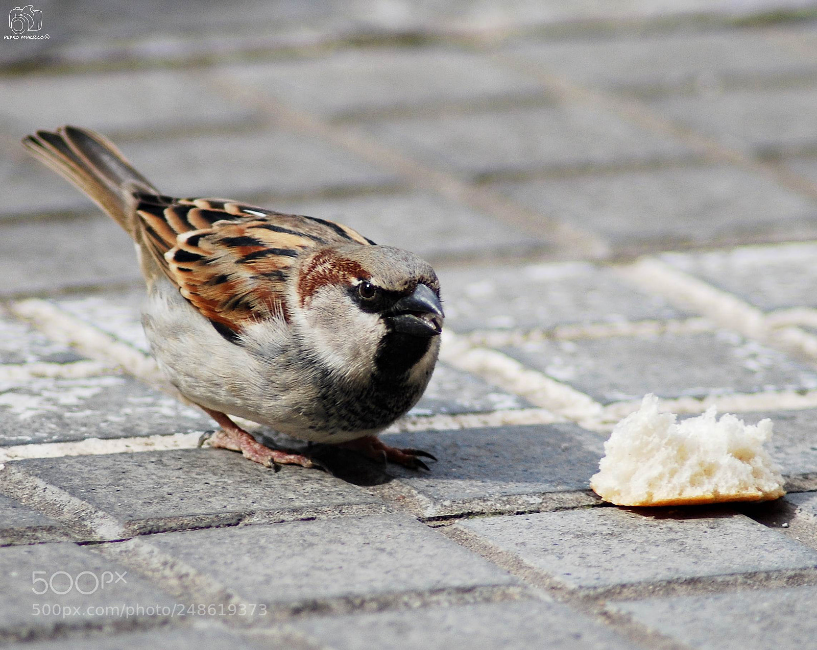 Nikon D60 sample photo. Untitled photography