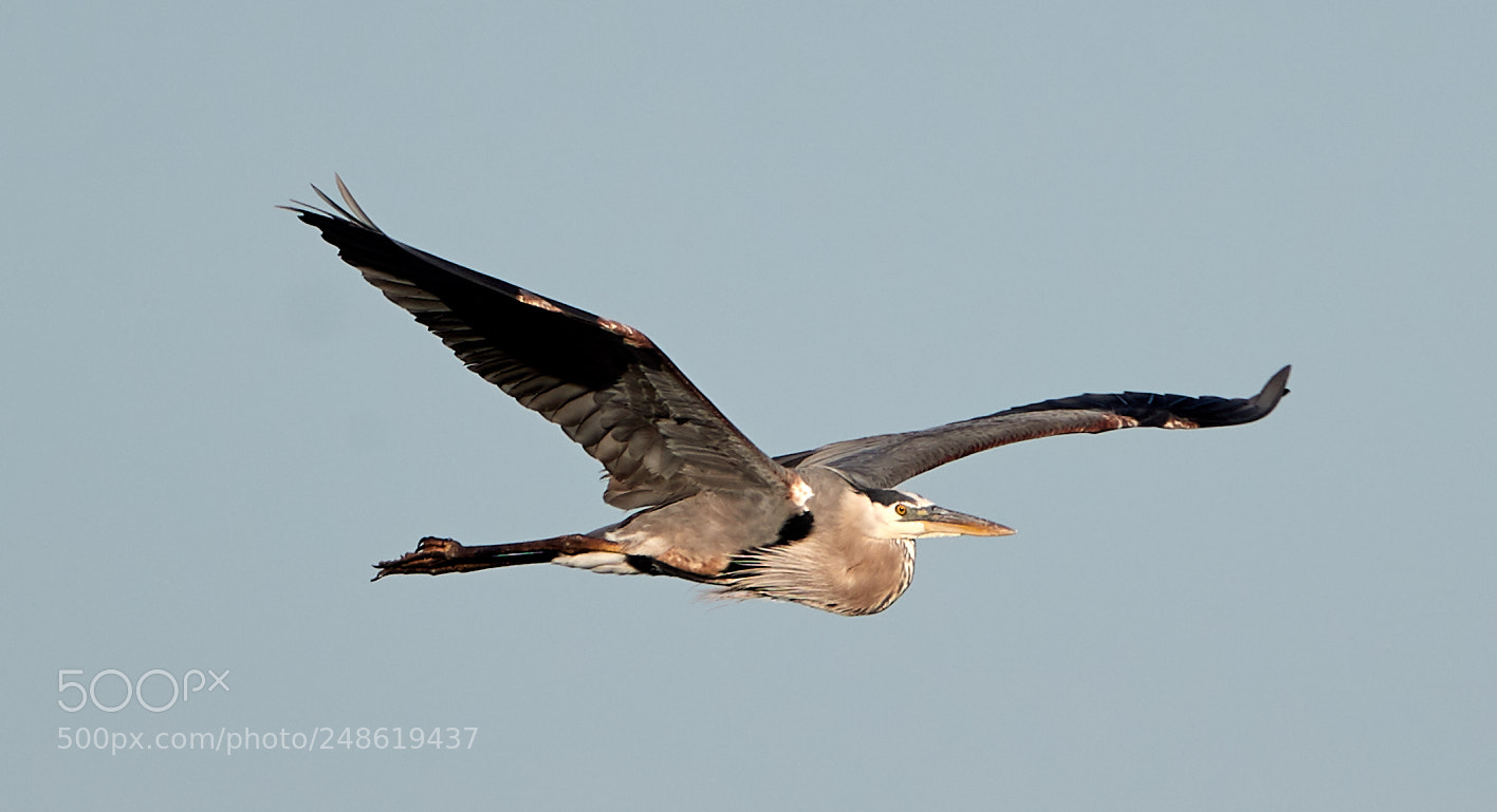 Canon EOS-1D X Mark II sample photo. 03-08-18-0006752.jpg photography