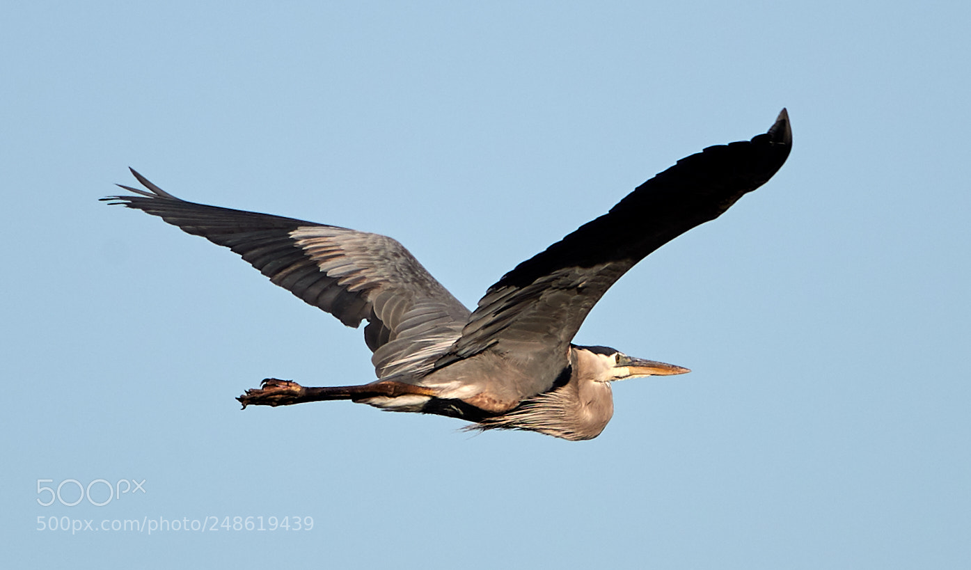 Canon EOS-1D X Mark II sample photo. 03-08-18-0006750.jpg photography