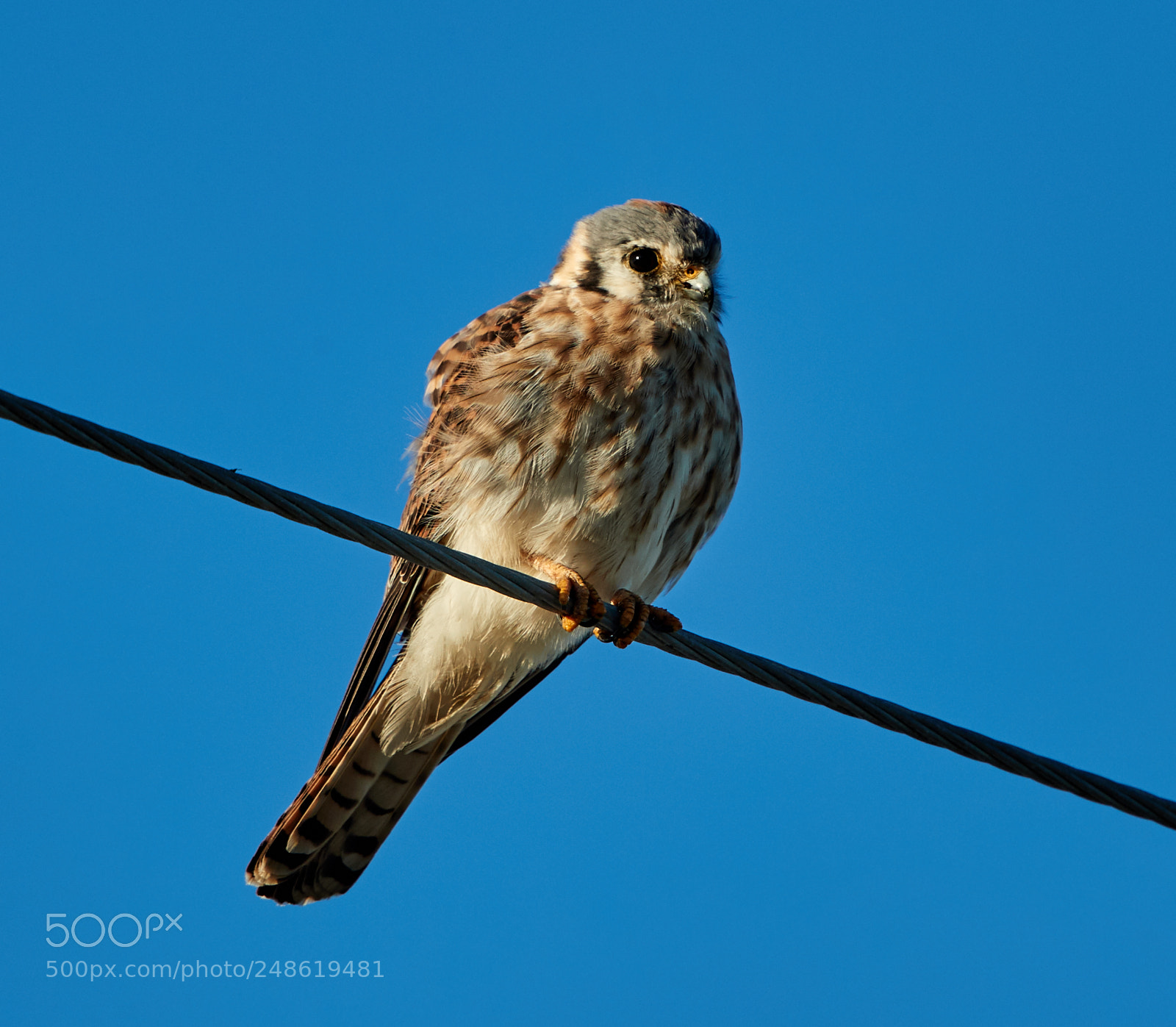 Canon EOS-1D X Mark II sample photo. 03-08-18-0006774.jpg photography