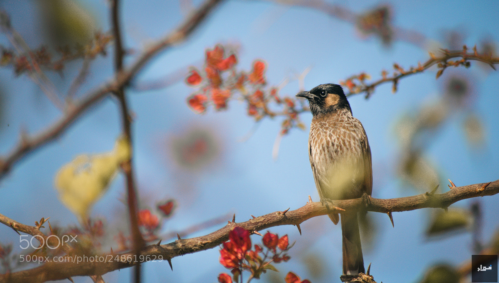Nikon D5300 sample photo. Not your ordinary crow photography