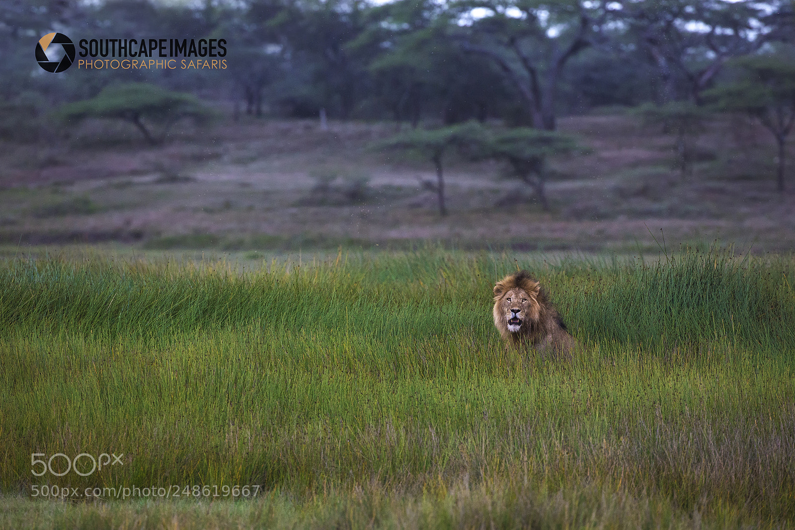 Canon EOS-1D X sample photo. King in the marsh photography