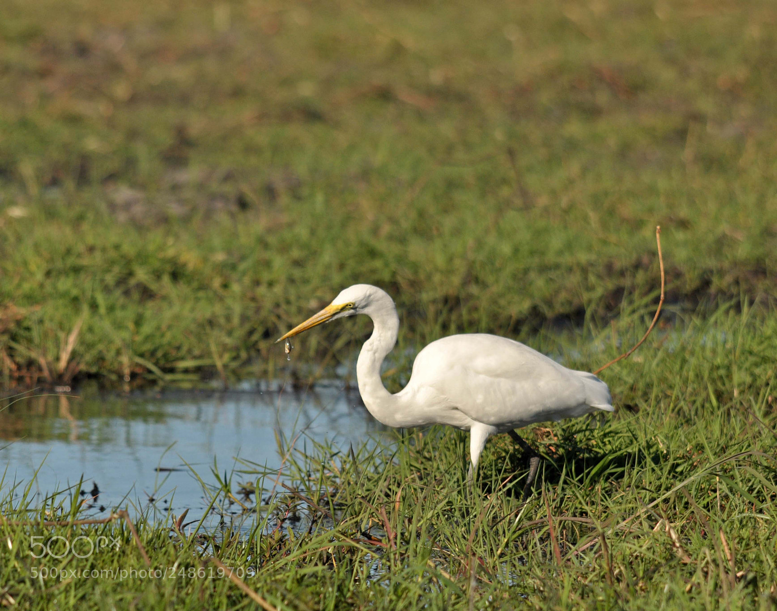 Nikon D90 sample photo. White  egret. photography
