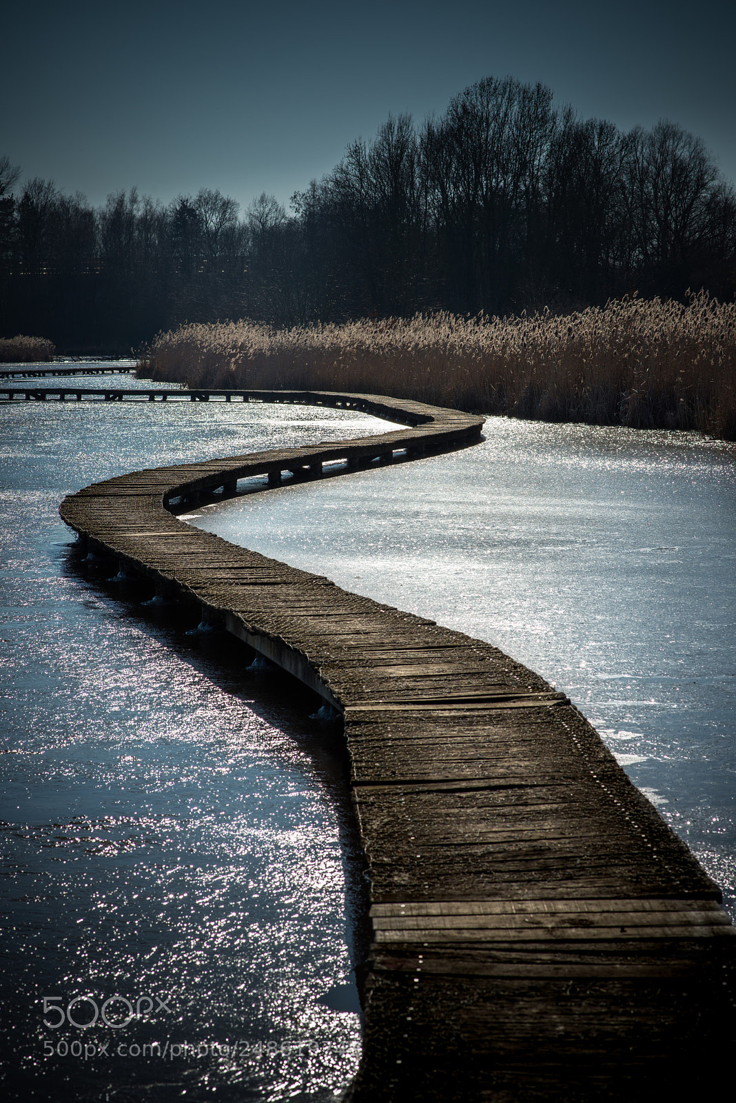 Nikon D800 sample photo. Footpath on a frozen photography