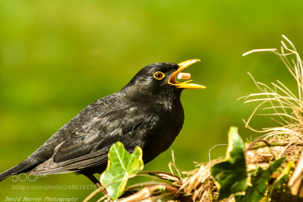 Nikon D7200 sample photo. Well caught photography