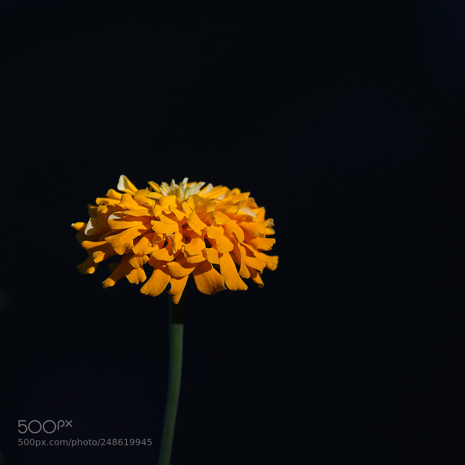 Sony a7 II sample photo. 早安小黄花 photography
