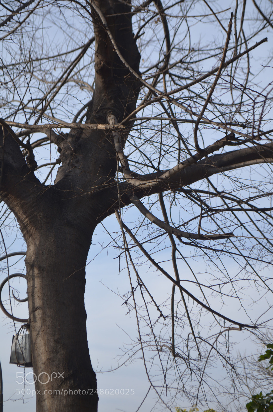 Nikon D5100 sample photo. No leaves photography