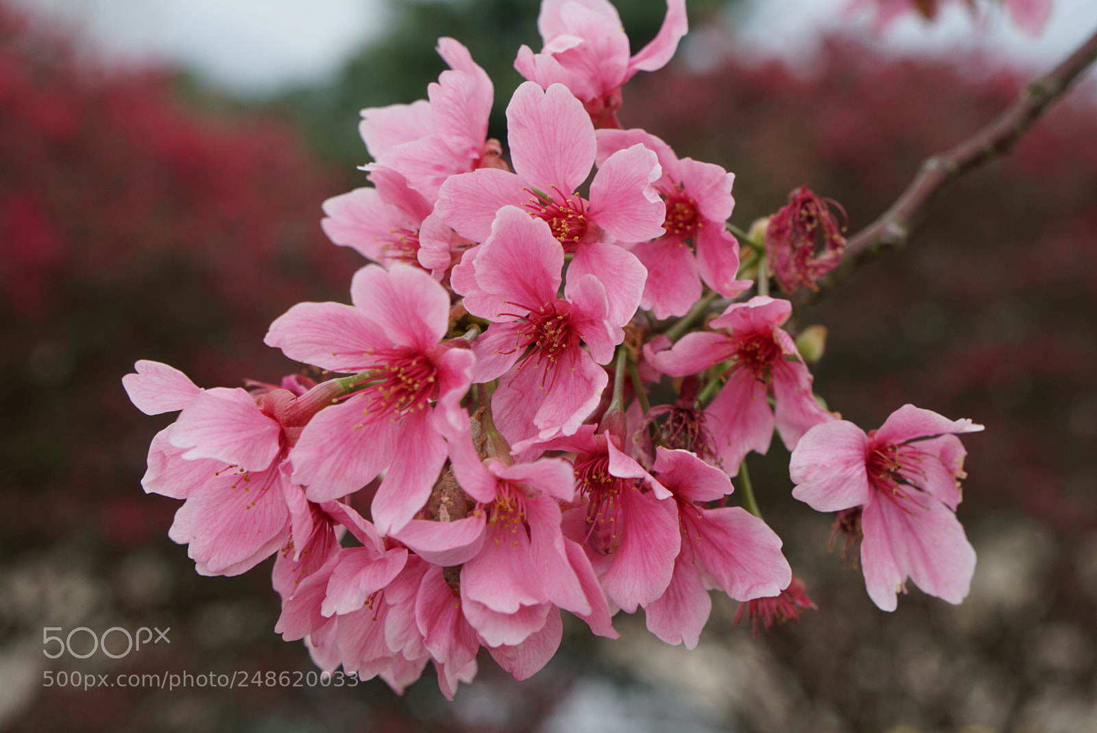 Sony a6300 sample photo. Sakura photography