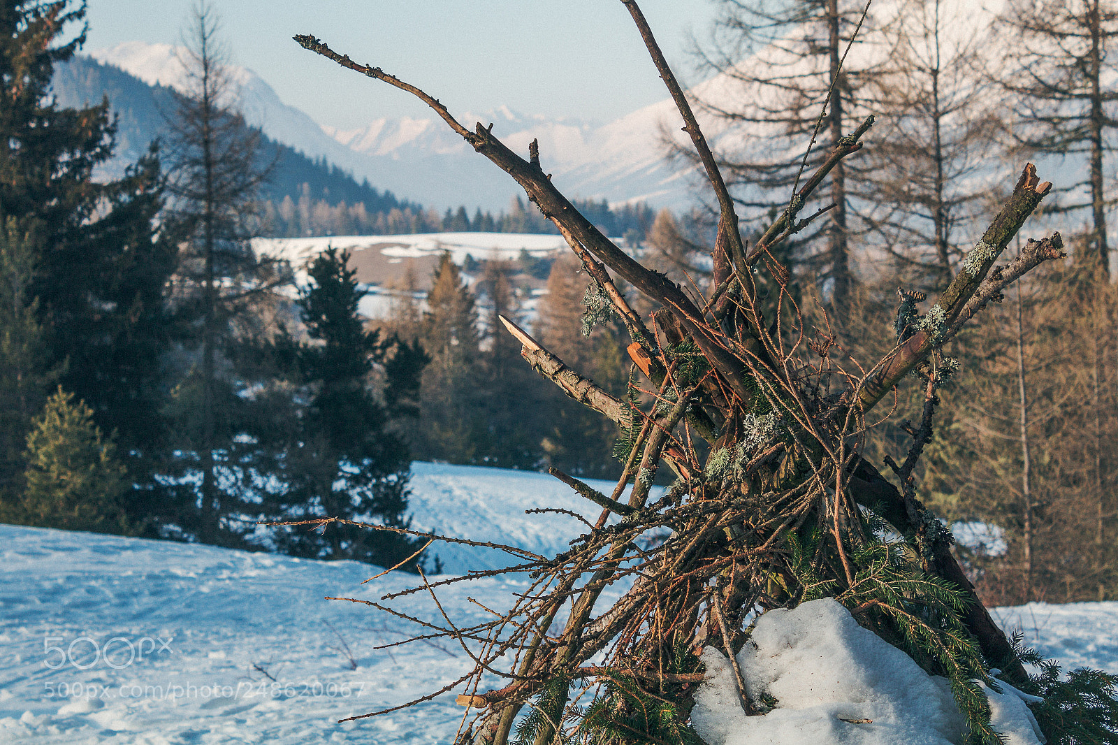 Canon EOS 1200D (EOS Rebel T5 / EOS Kiss X70 / EOS Hi) sample photo. Mystic branches photography