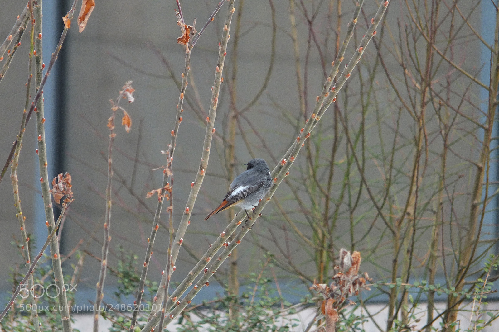 Fujifilm X-S1 sample photo. Black redstart, phoernicurus ochruros photography