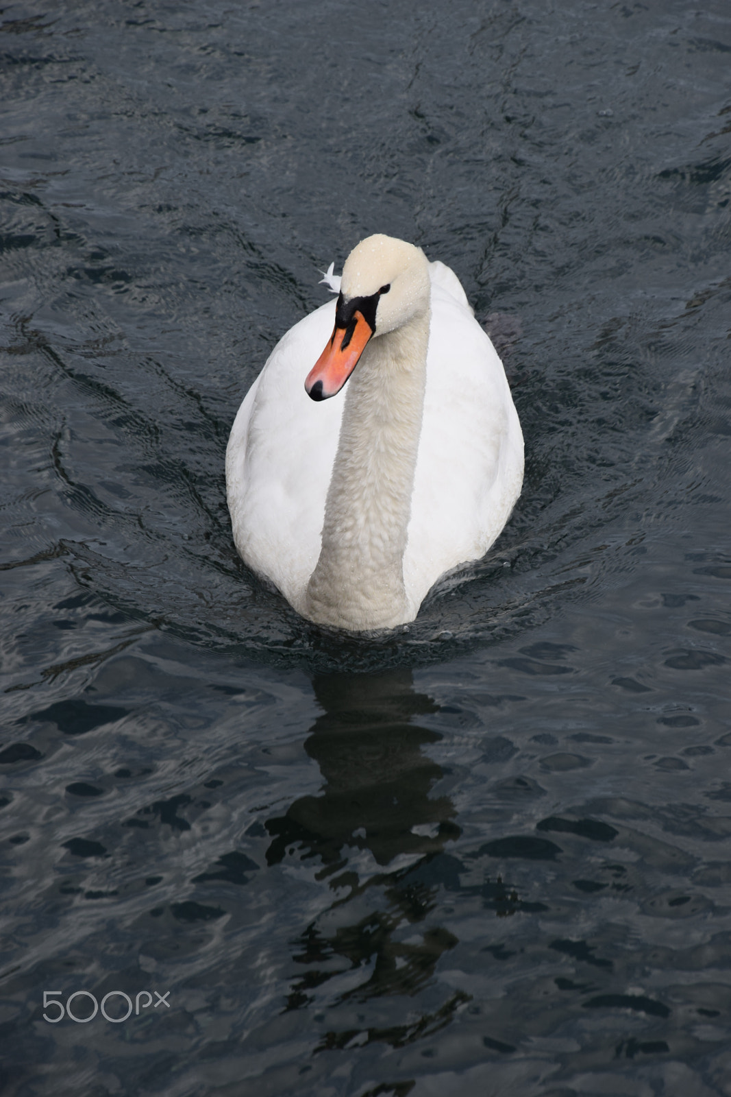 Nikon D5300 sample photo. Swan photography