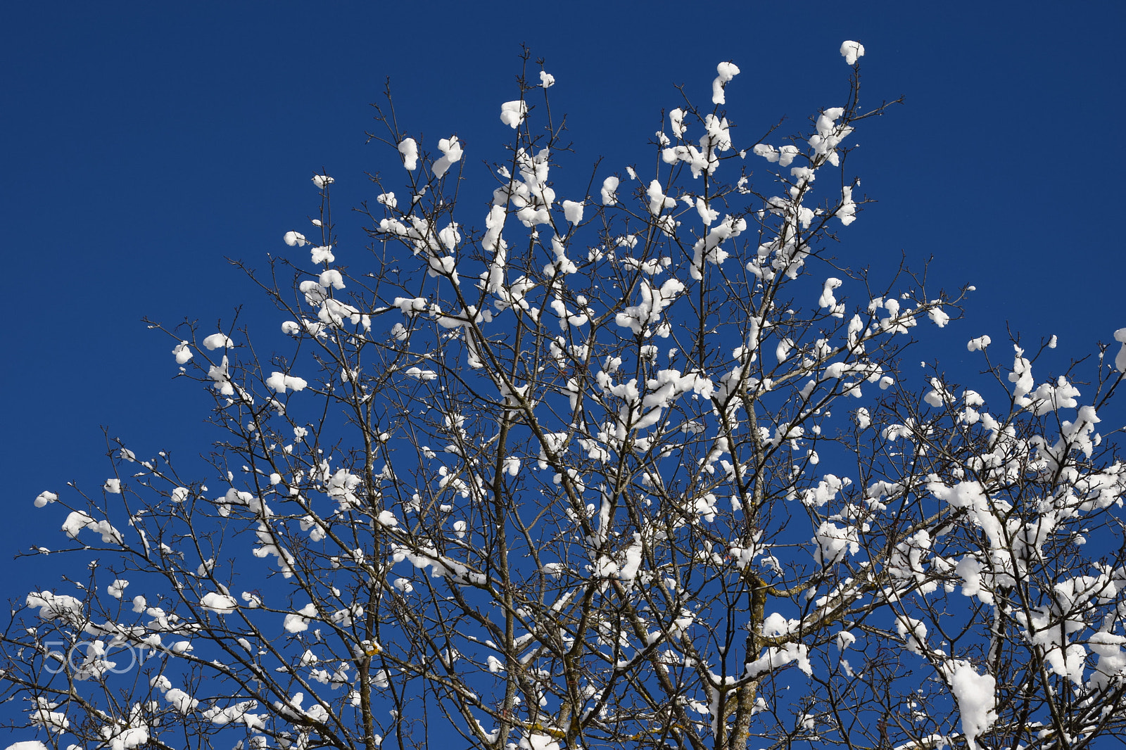 Nikon D5300 sample photo. Treesnow photography