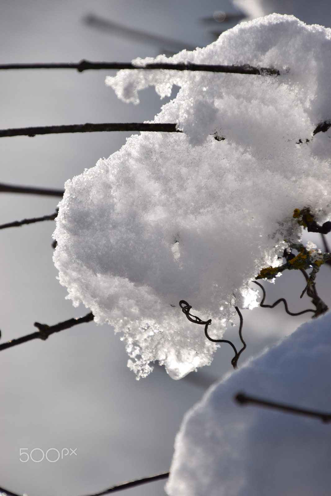 Nikon D5300 sample photo. Snow_tree photography