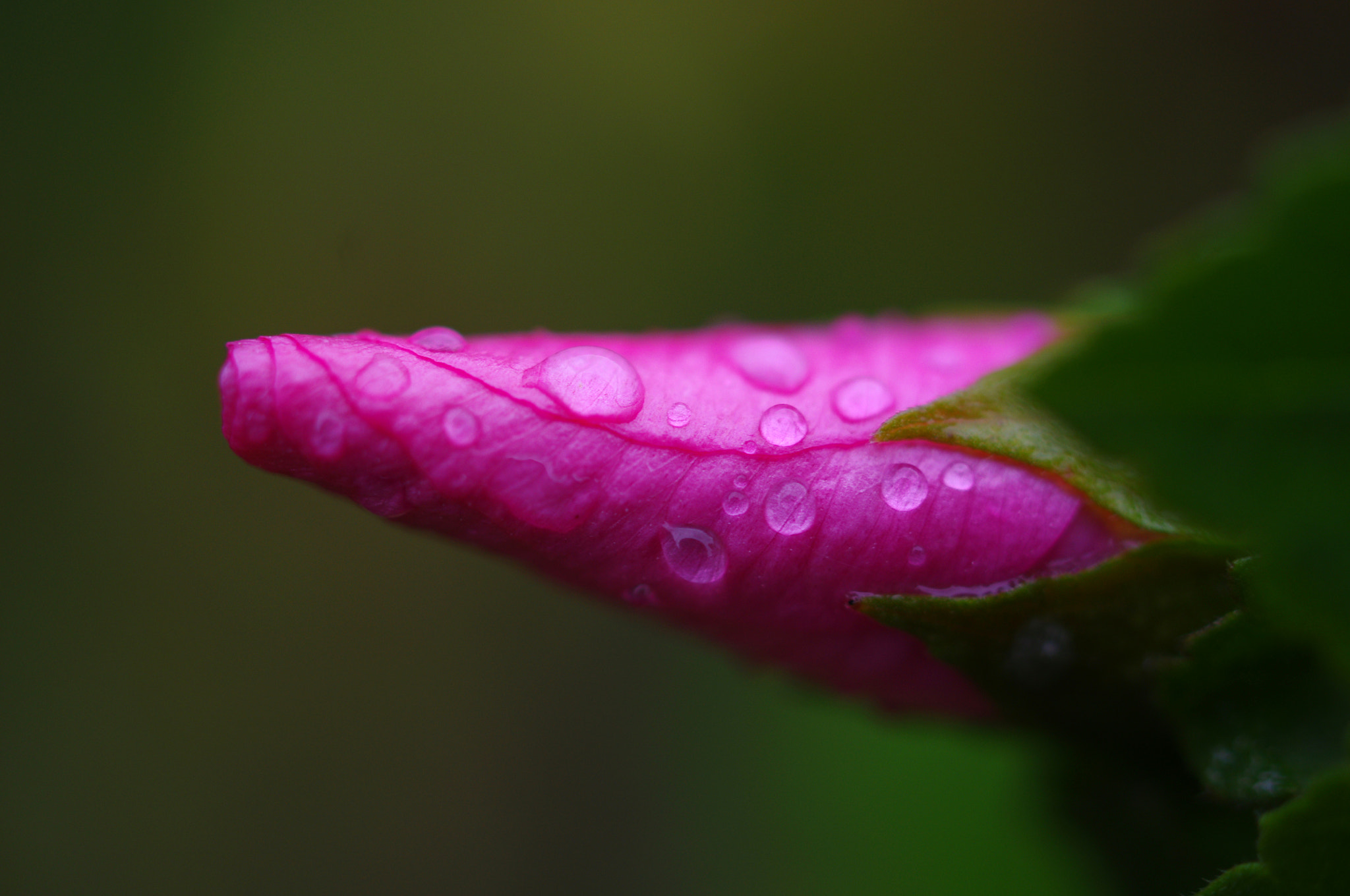 Pentax K-r sample photo. Bindweed photography