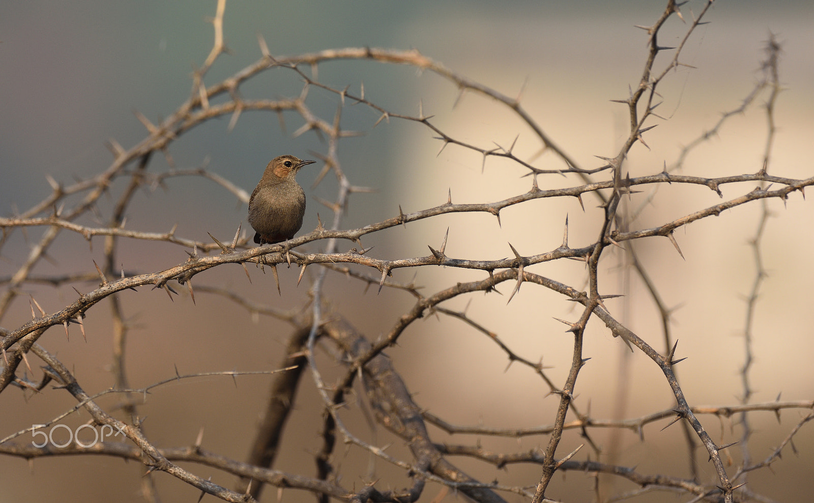 Nikon AF-S Nikkor 200-500mm F5.6E ED VR sample photo. The world is full of thorns...... photography
