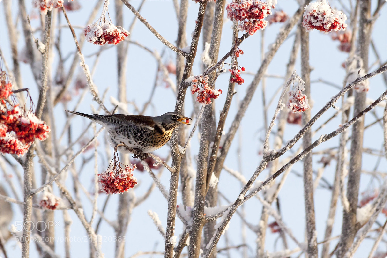 Canon EOS 500D (EOS Rebel T1i / EOS Kiss X3) sample photo. Turdus pilaris photography
