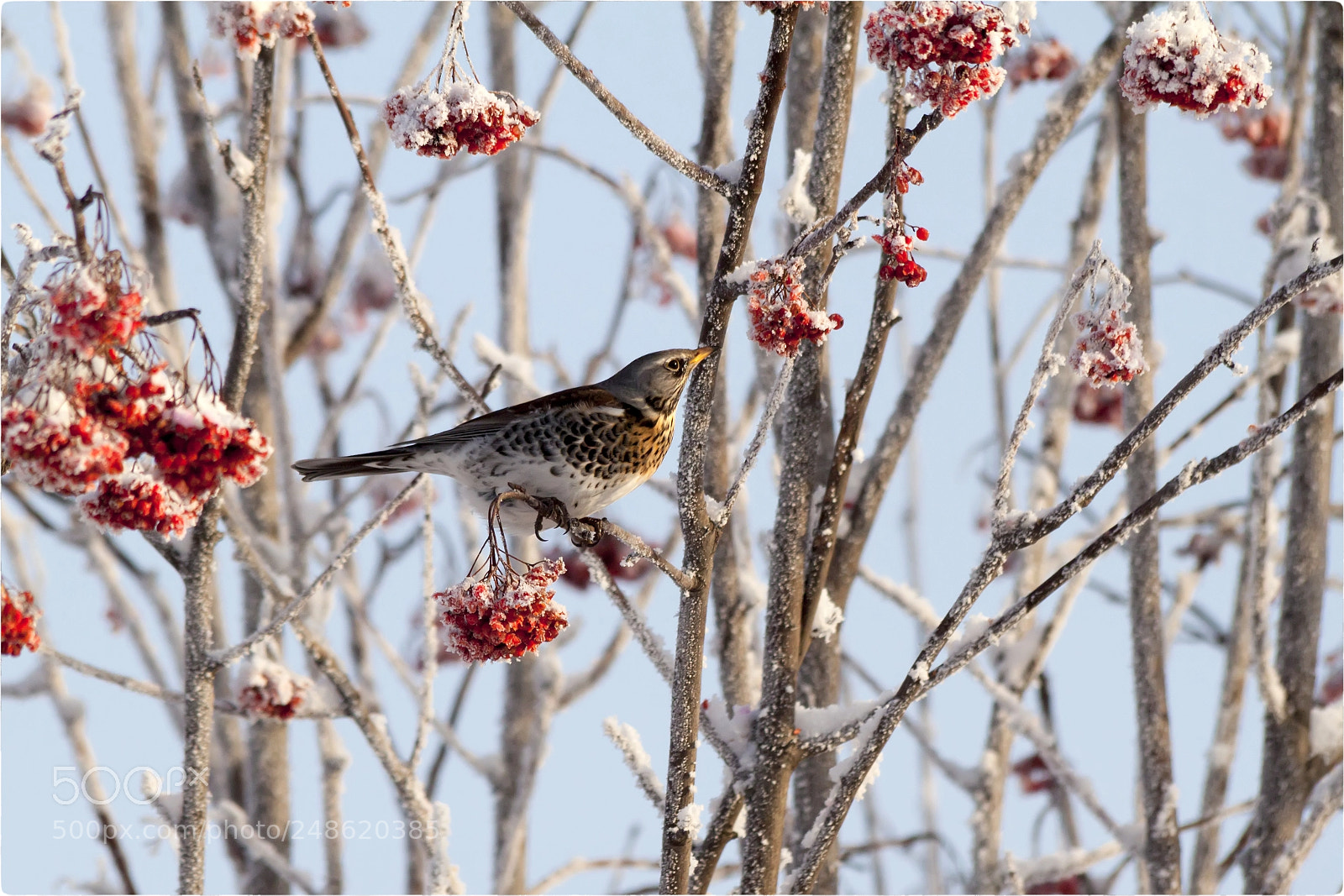 Canon EOS 500D (EOS Rebel T1i / EOS Kiss X3) sample photo. Turdus pilaris photography