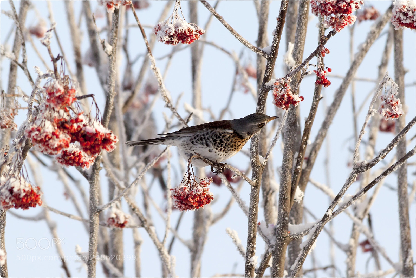 Canon EOS 500D (EOS Rebel T1i / EOS Kiss X3) sample photo. Turdus pilaris photography