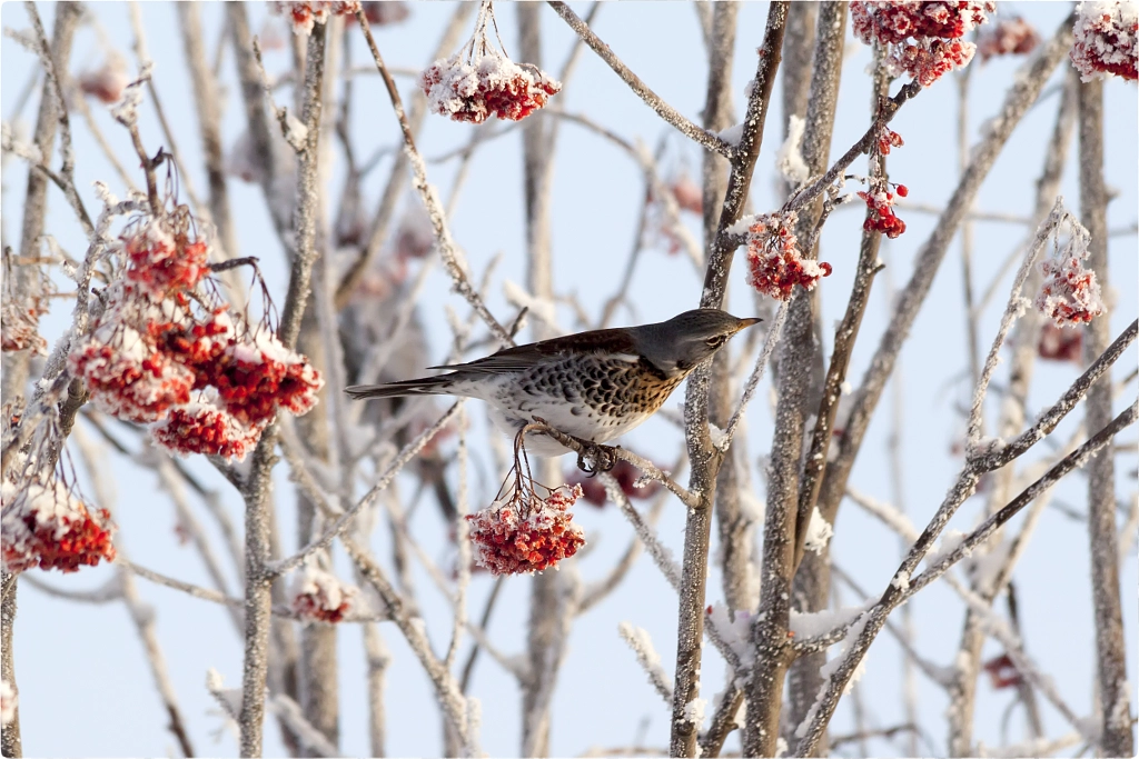 Turdus pilaris