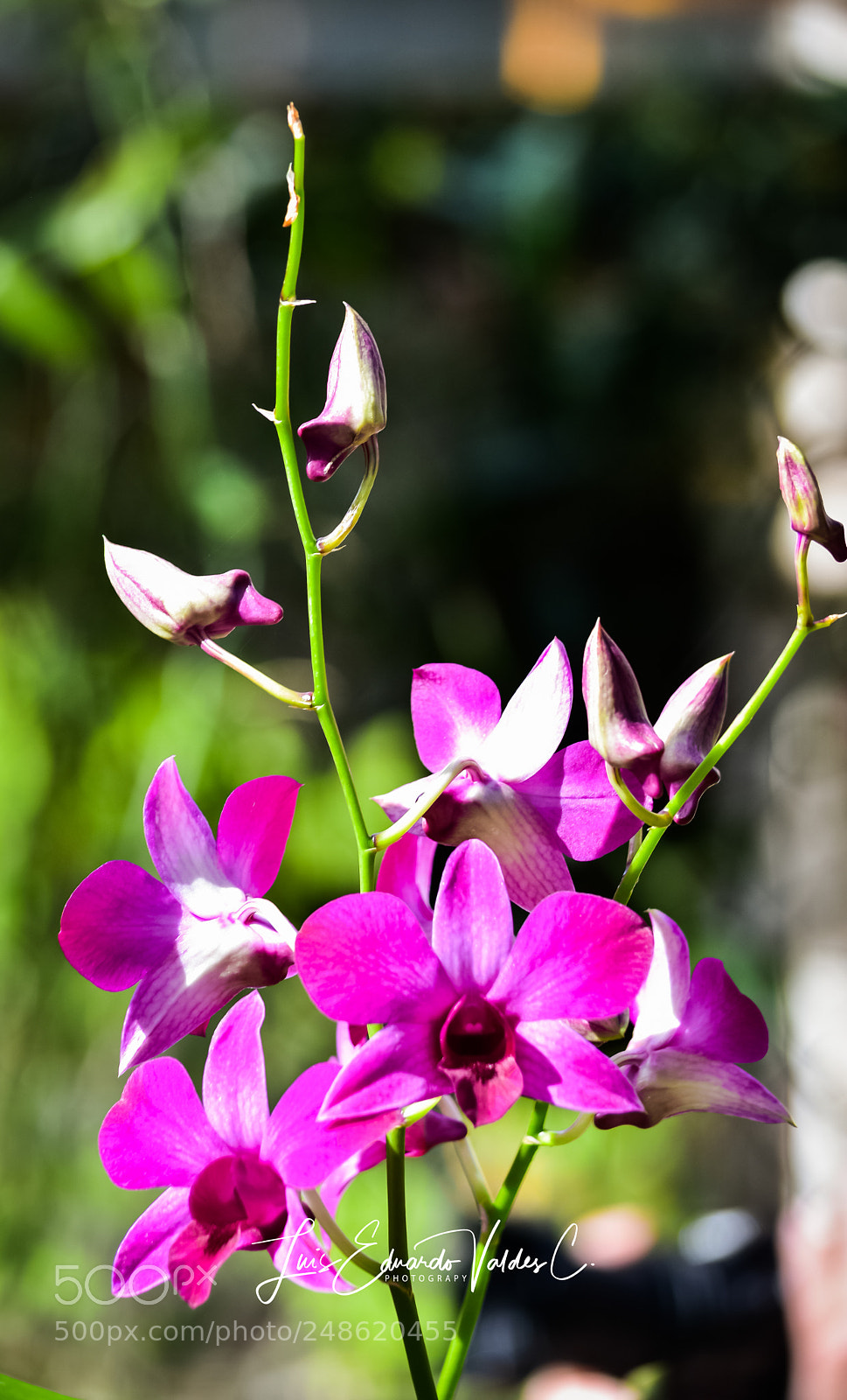 Nikon D7200 sample photo. Feliz dia mujeres! photography