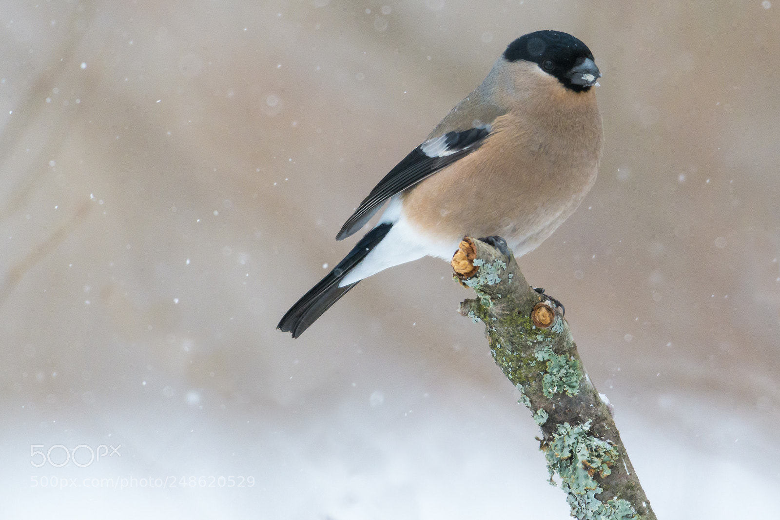 Nikon D500 sample photo. In snowfall photography