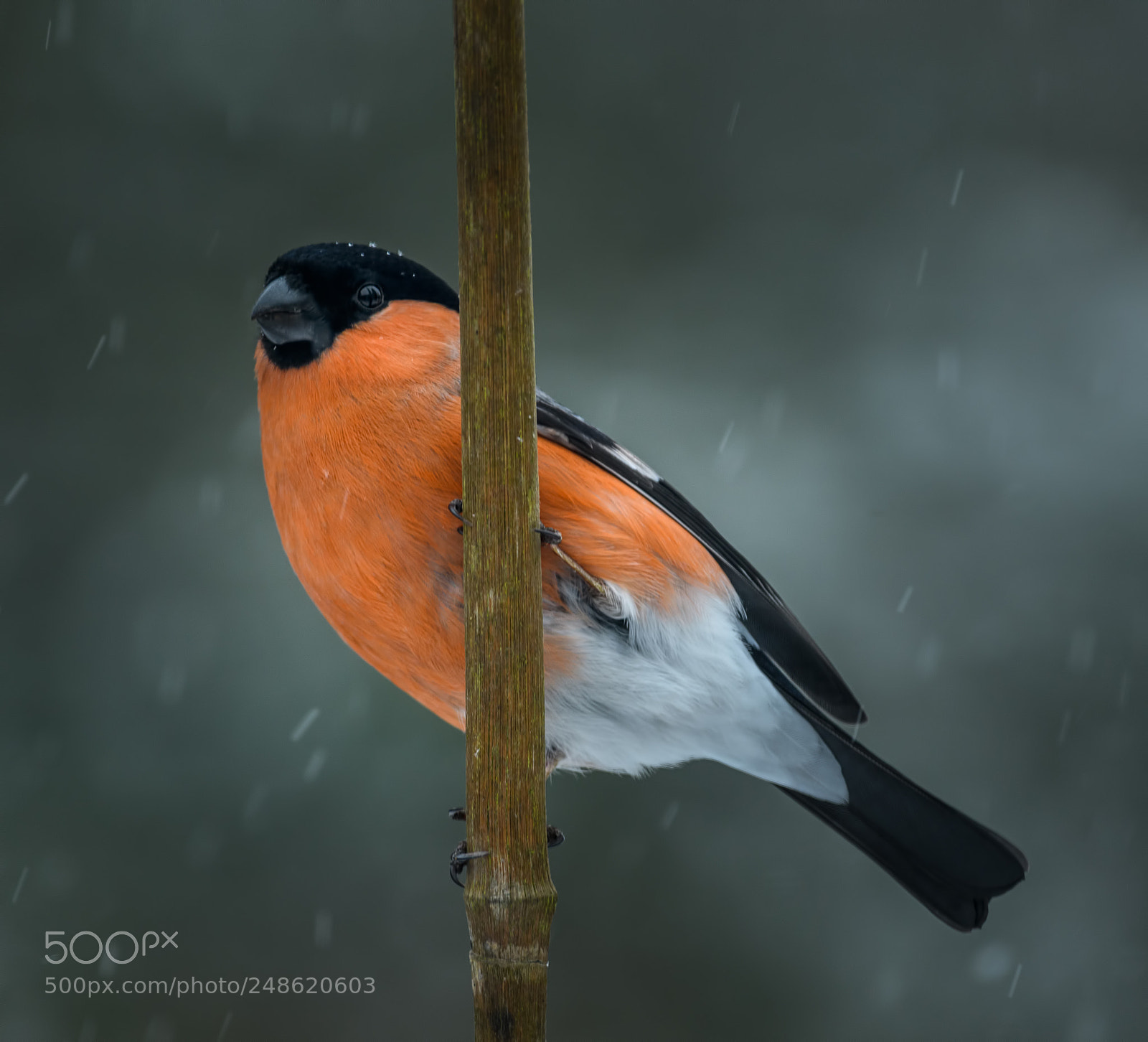 Nikon D500 sample photo. Bullfinch braving the snow photography