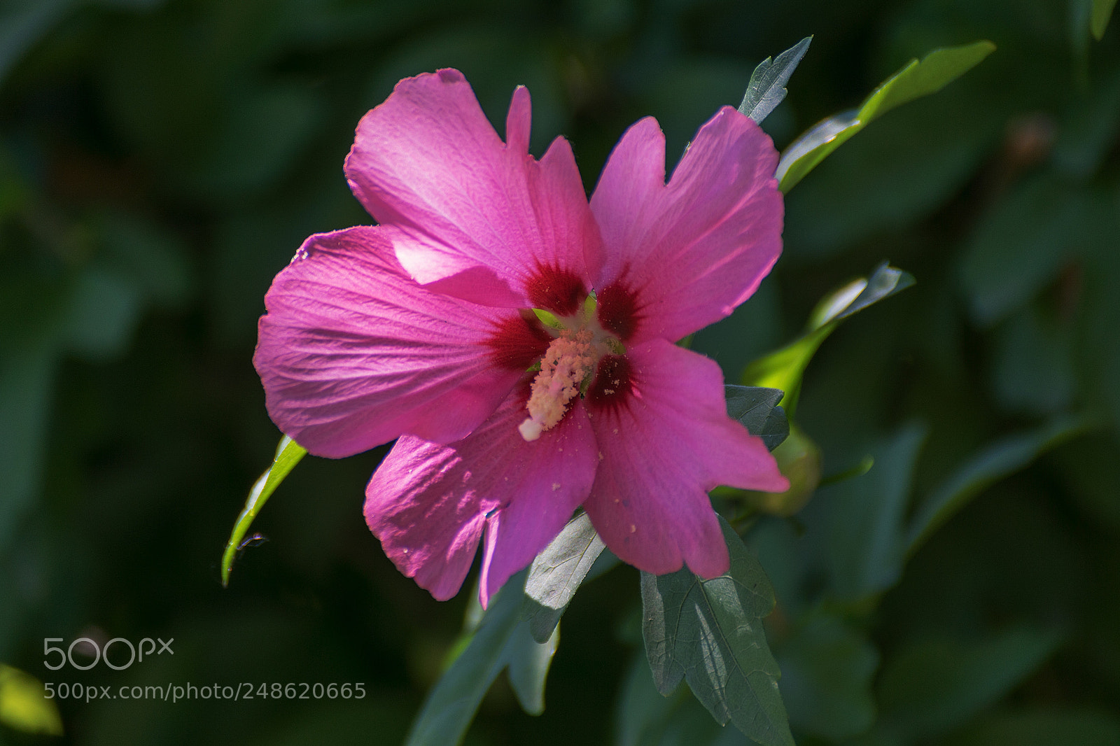 Sony ILCA-77M2 sample photo. Hibiscus flower photography