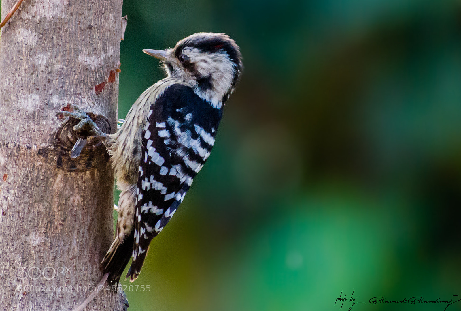 Nikon D5300 sample photo. Woodpecker photography