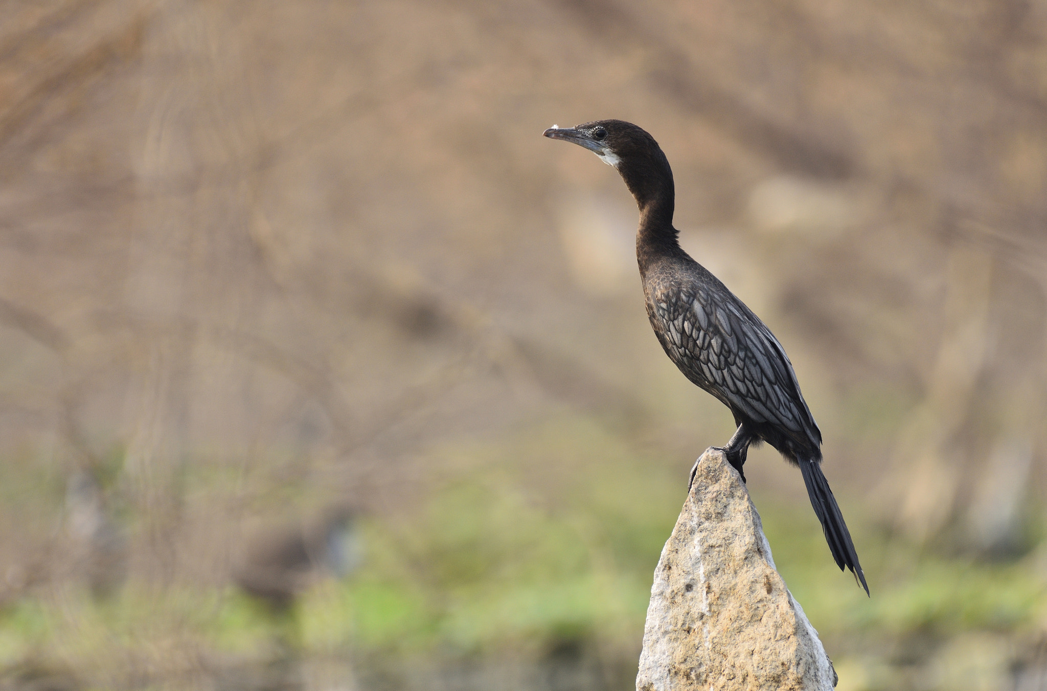 Nikon D7200 + Nikon AF-S Nikkor 200-500mm F5.6E ED VR sample photo. Cormorant photography