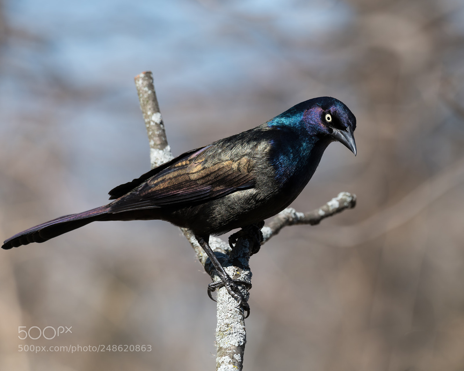 Nikon D850 sample photo. Grackle photography