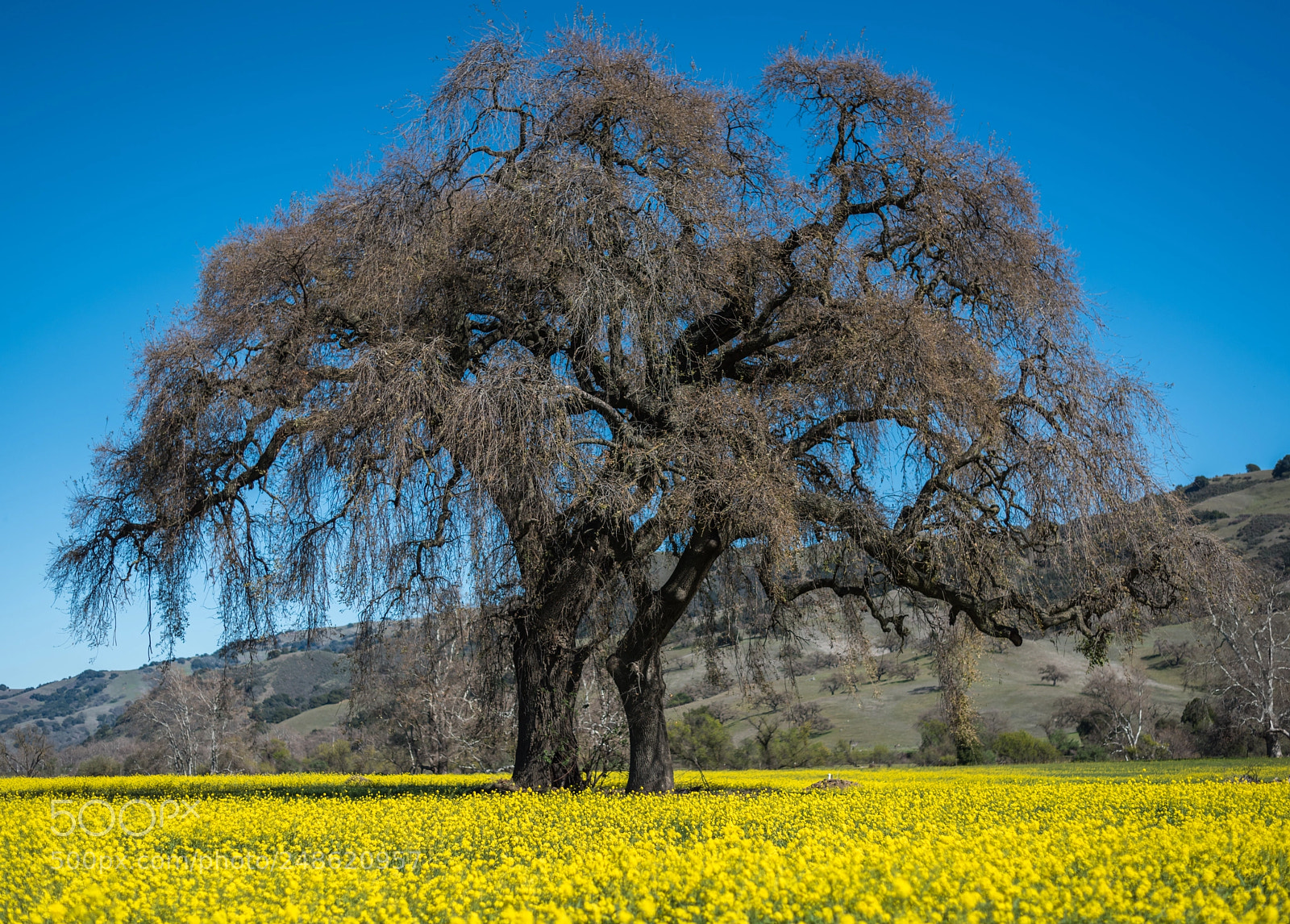Nikon D810 sample photo. Tree photography