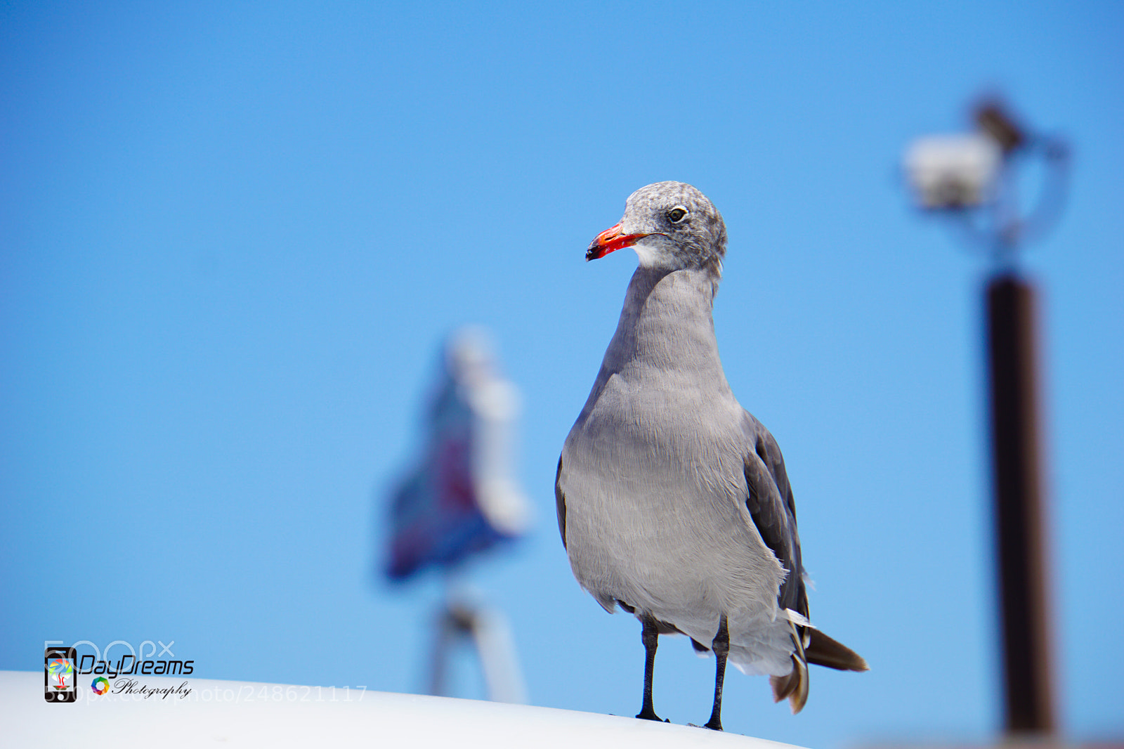 Sony a6000 sample photo. Birds in california photography