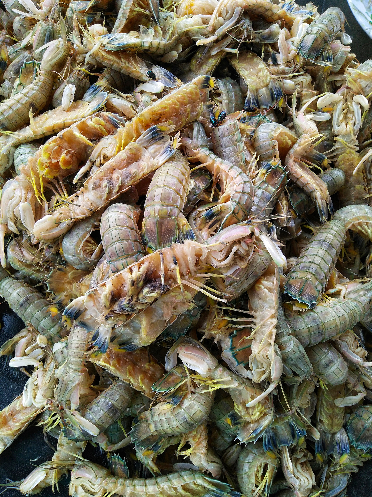 OPPO F1f sample photo. Sand shrimp in farmer's market photography