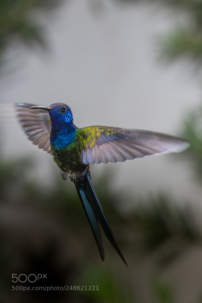 Nikon D810 sample photo. In my backyard 5 photography