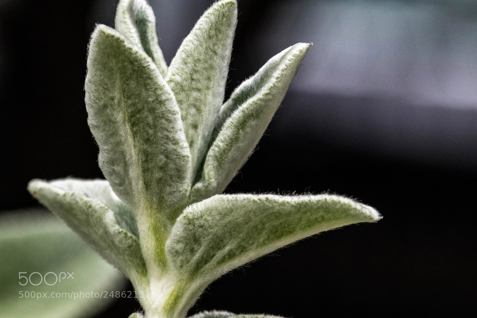 Canon EOS M5 sample photo. Just budding photography