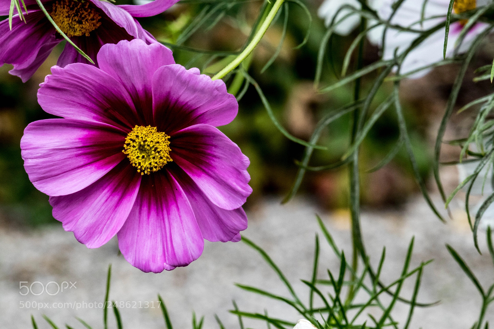 Canon EOS M5 sample photo. Isolated beauty photography
