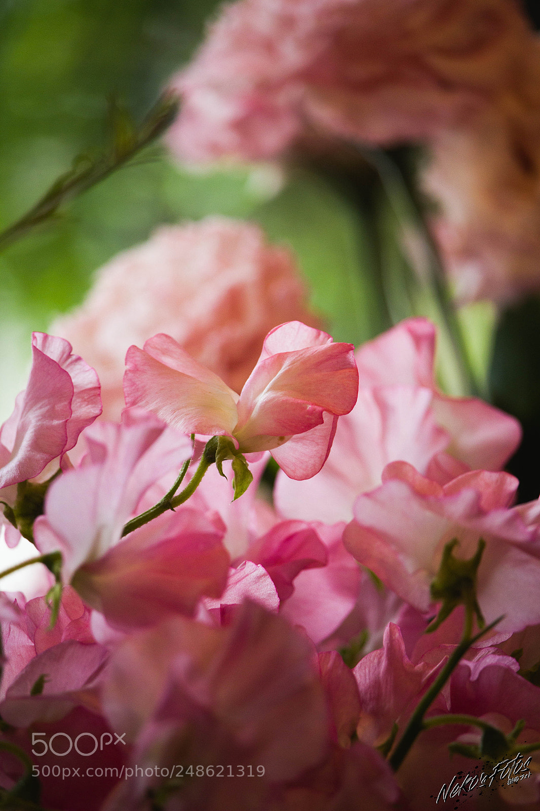Canon EOS 60D sample photo. Noname 13 photography