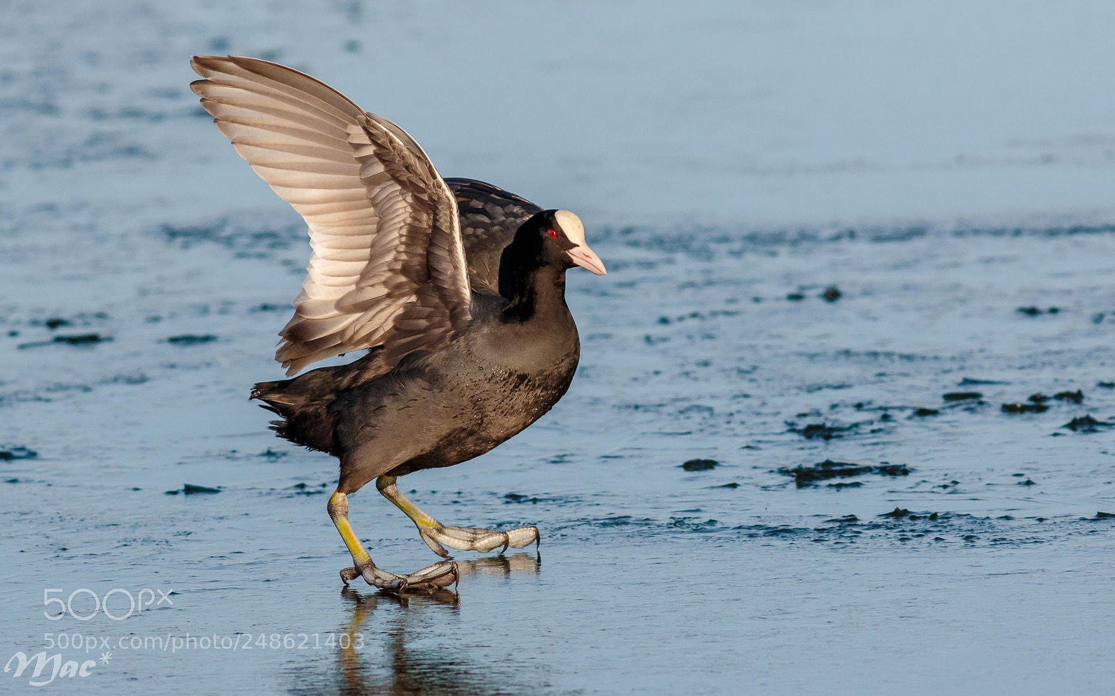 Canon EOS 7D Mark II sample photo. Coot on ice photography