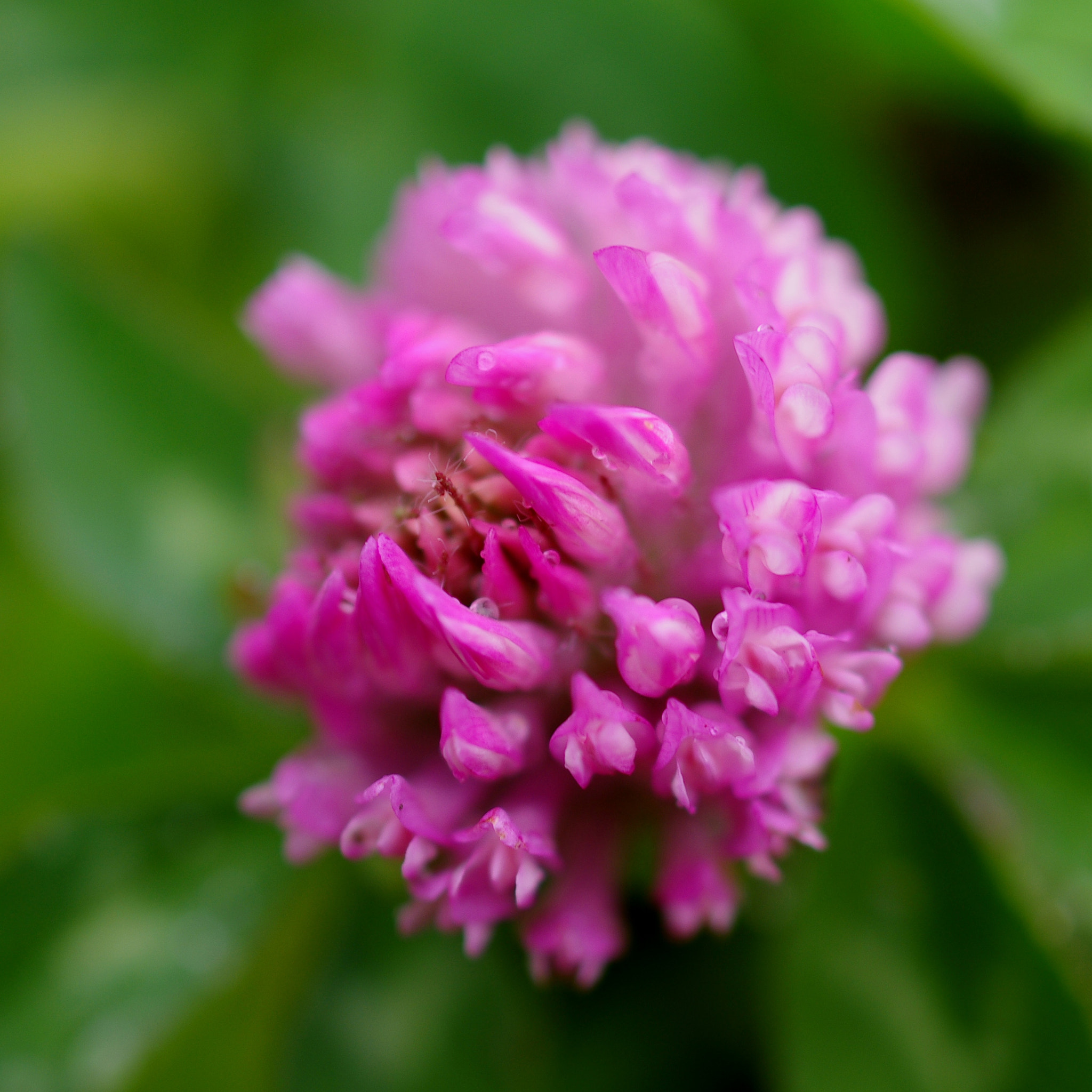 HD Pentax DA 35mm F2.8 Macro Limited sample photo. Clover photography